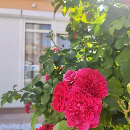 Sunce
